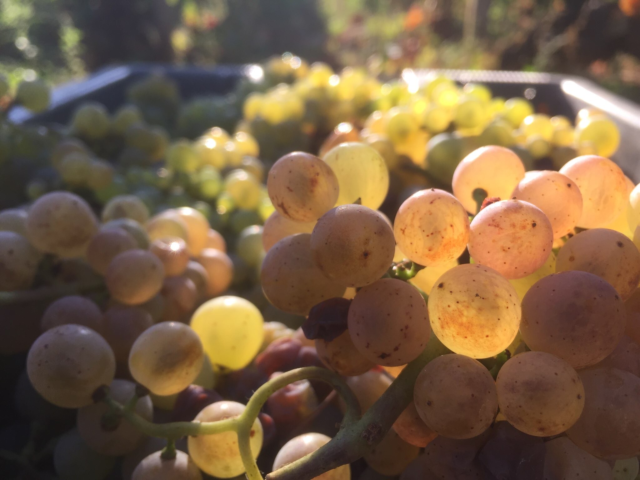 Nicolas Faure｜ ヌーヴェル・セレクション Nouvelles Selections Inc